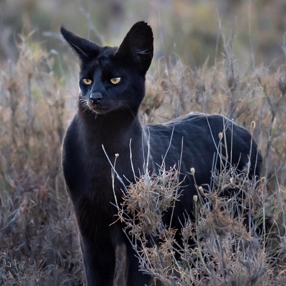 Meet your Posher, Marcus - Picture 1 of 1